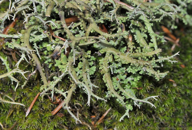 Lichene del Monte Amiata